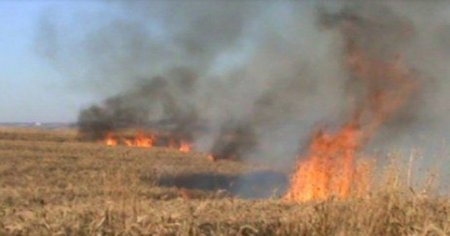 100 hektar taxıl sahəsi yandı - Füzulidə