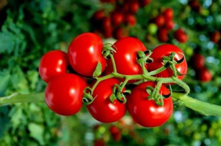 Pomidorun inanılmaz faydaları