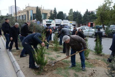Nəsimi rayonunda Yaşıl Marafon layihəsi çərçivəsində ağacəkmə aksiyası keçirilmişdir