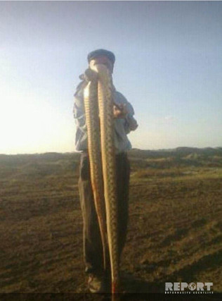 4 metr uzunluğunda gürzə öldürüldü - FOTO