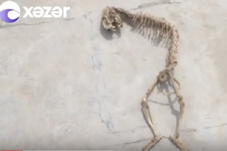 Bakıda evin altından qeyri-adi heyvan skeleti çıxdı - VİDEO
