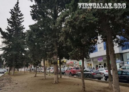 Bakıda yolun ortası satılıb, ağaclar kəsilib, sakinlər hədələnir - Əhmədlidən reportaj