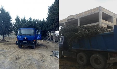 Avtomobil Yolları Dövlət Agentliyi Ramanıda ağacları kəsdi- FOTOLAR